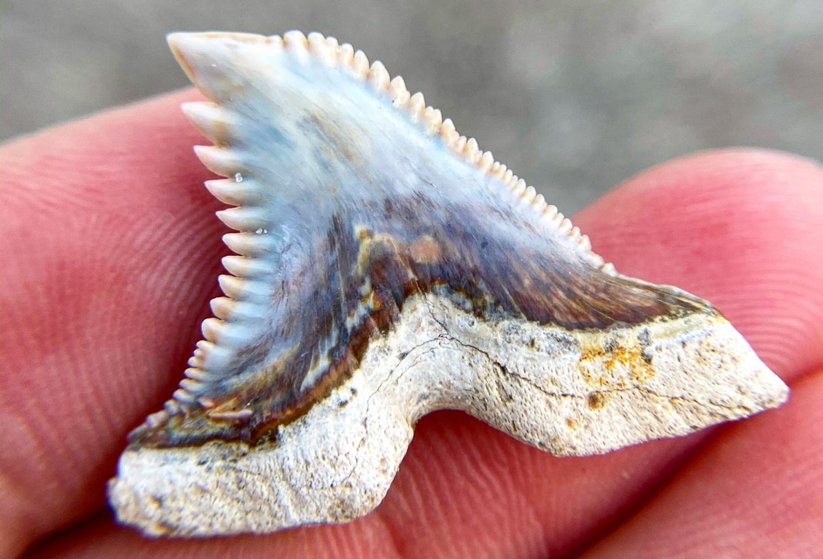 snaggle tooth shark tooth fossil