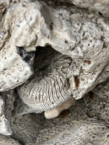 ammonite fossil great lakes