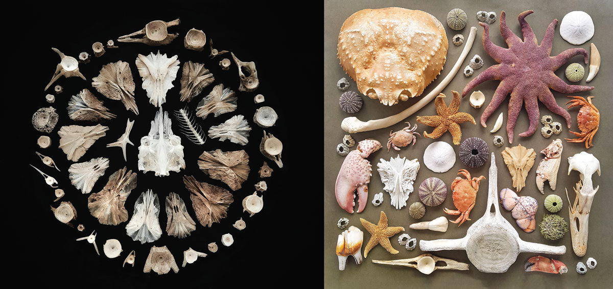 beach art collages Fish Bones. Dead Things.