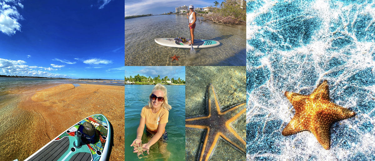 sub boarders finds starfish and seashells