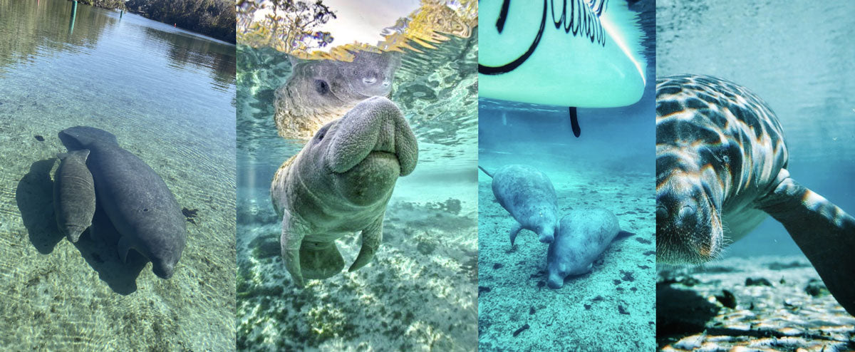 seeing manatees in florida from a stand up paddleboard