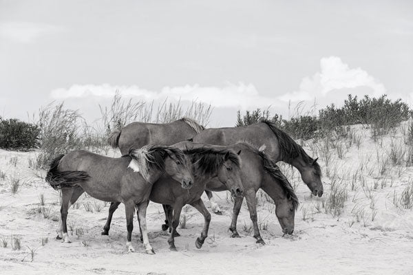 wild horse of virginia and maryland