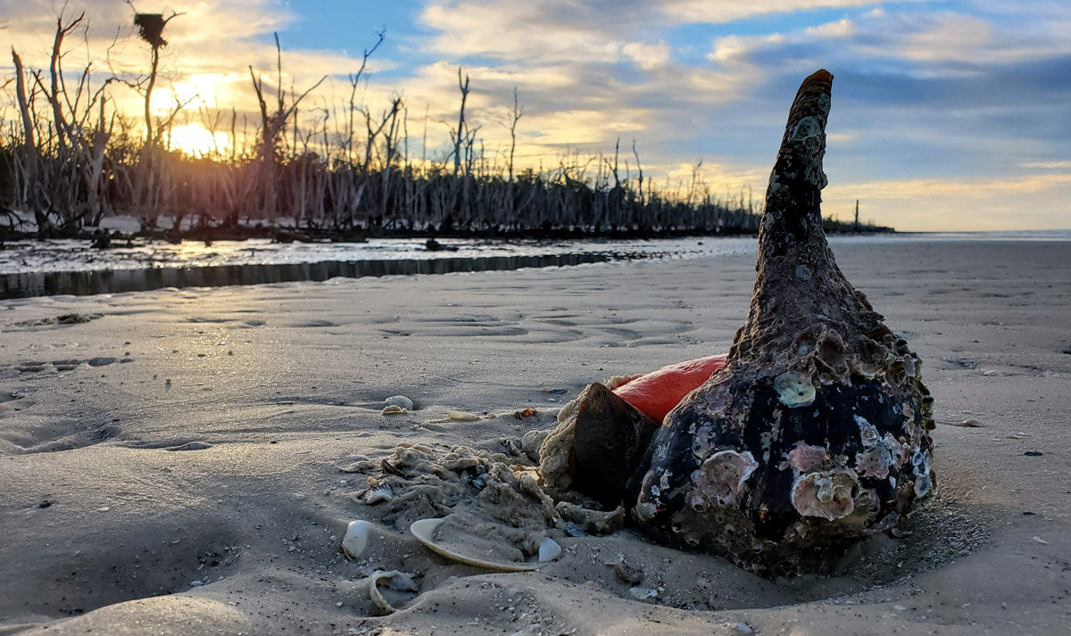 live mollusk on the beach