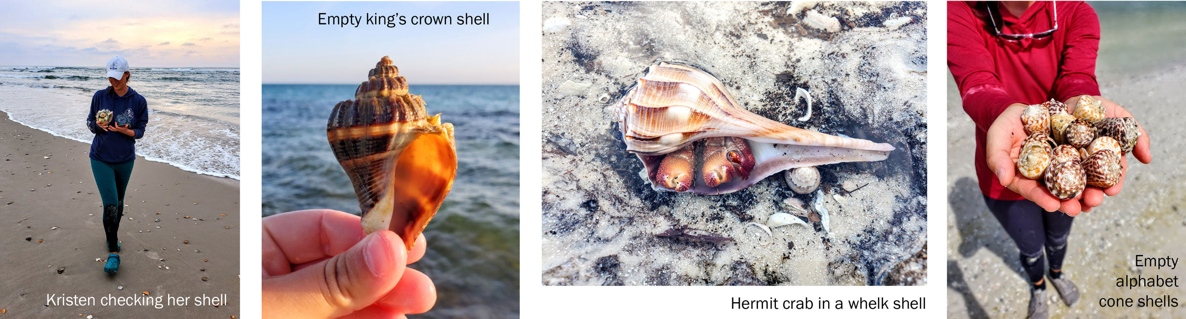 check seashells before taking them home