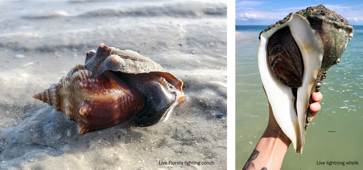 live conch and living whelk mollusk