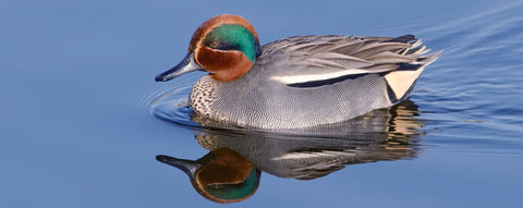 common teal duck