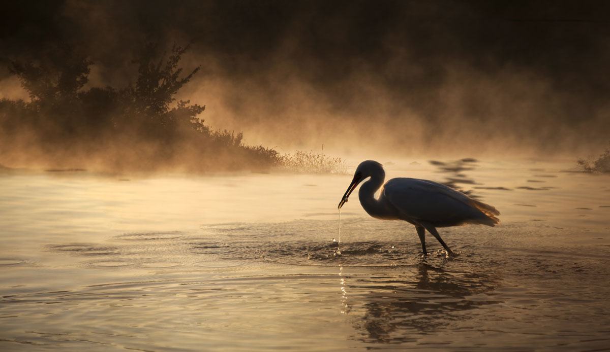 bird in water near Buffalo