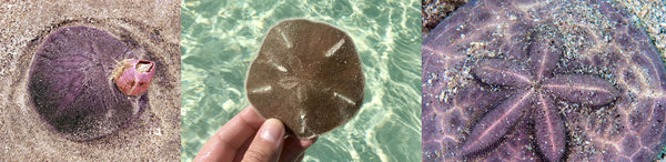 sand dollar kinds