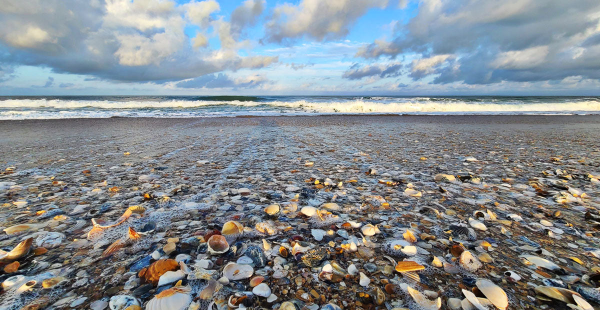 shells in waves on outer banks beach