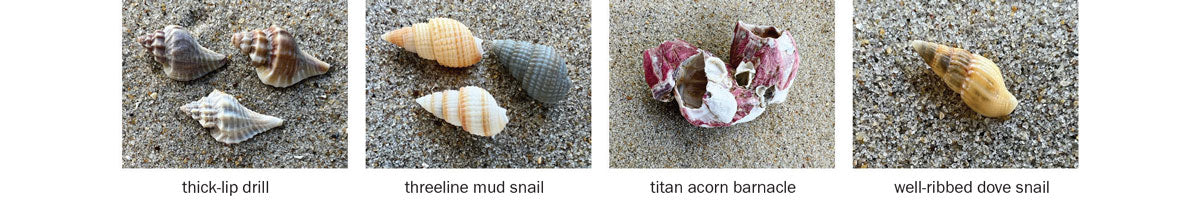 outer banks sea shells