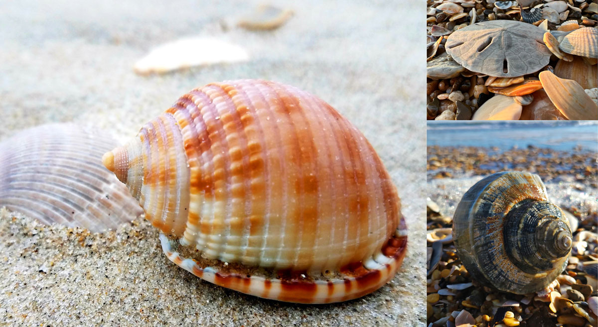 outer banks sea shells