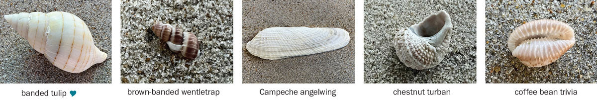 rare outer banks sea shells