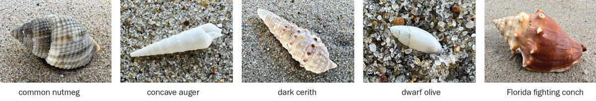 rare outer banks sea shells