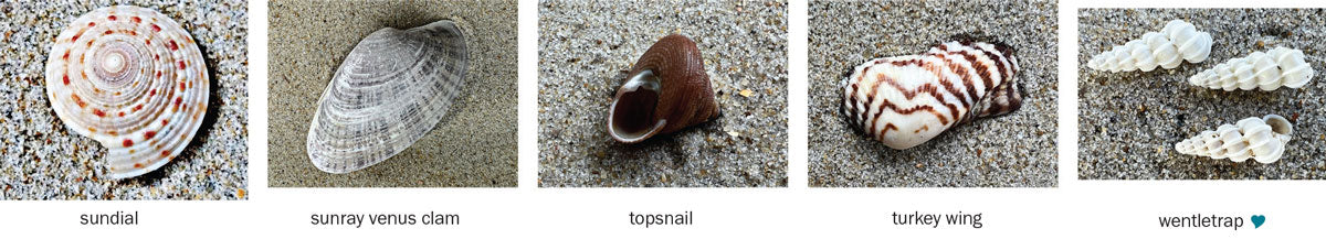 rare outer banks sea shells from the OBX