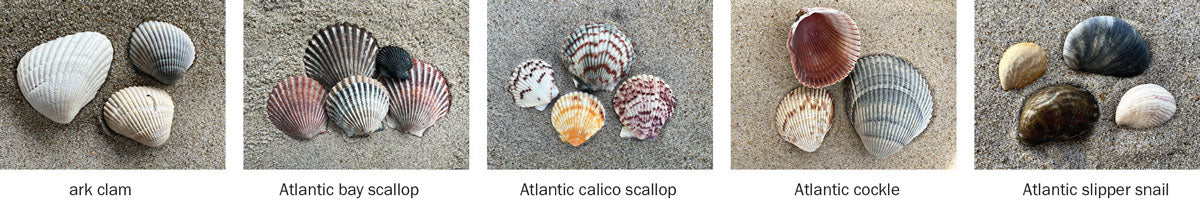 common sea shells from the outer banks