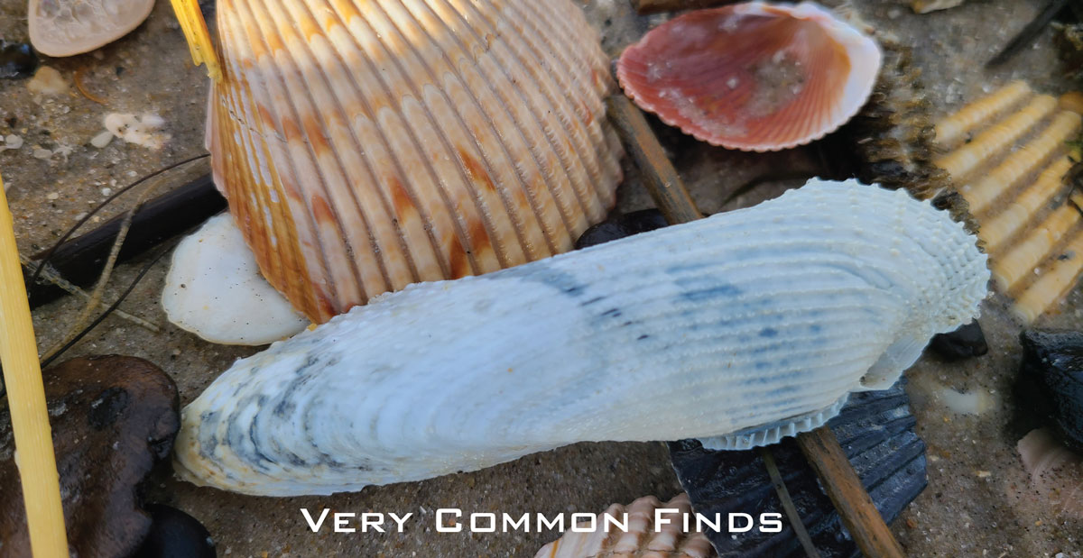 very common seashells in OBX outer banks
