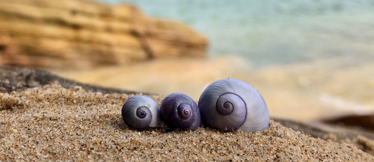 purple violet sea snail shells on beach