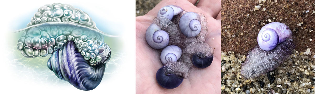janthina janthia purple sea snail seashell