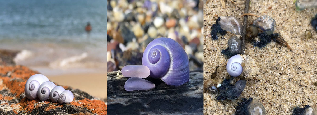 janthina purple sea shell snail