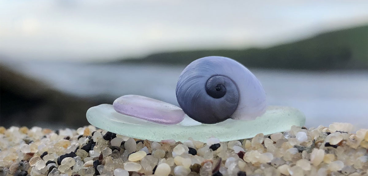 purple sea snail and sea glass on australia beach