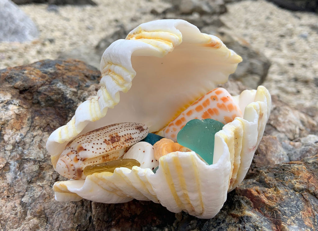 seashells and sea glass from Okinawa Japan