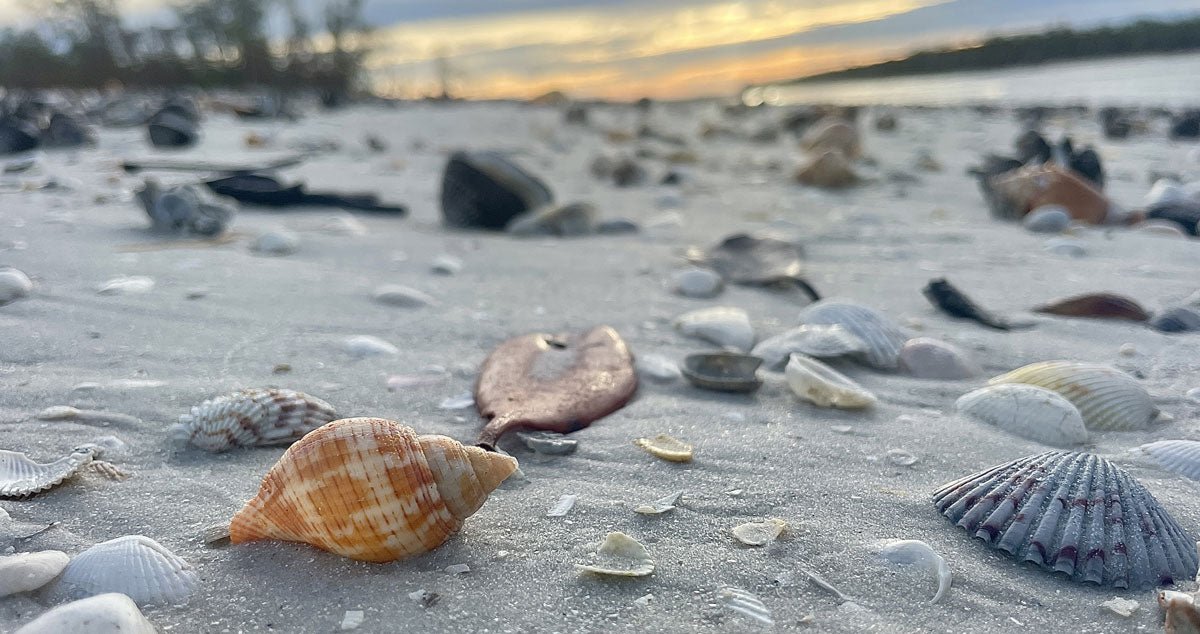 florida seashell identification