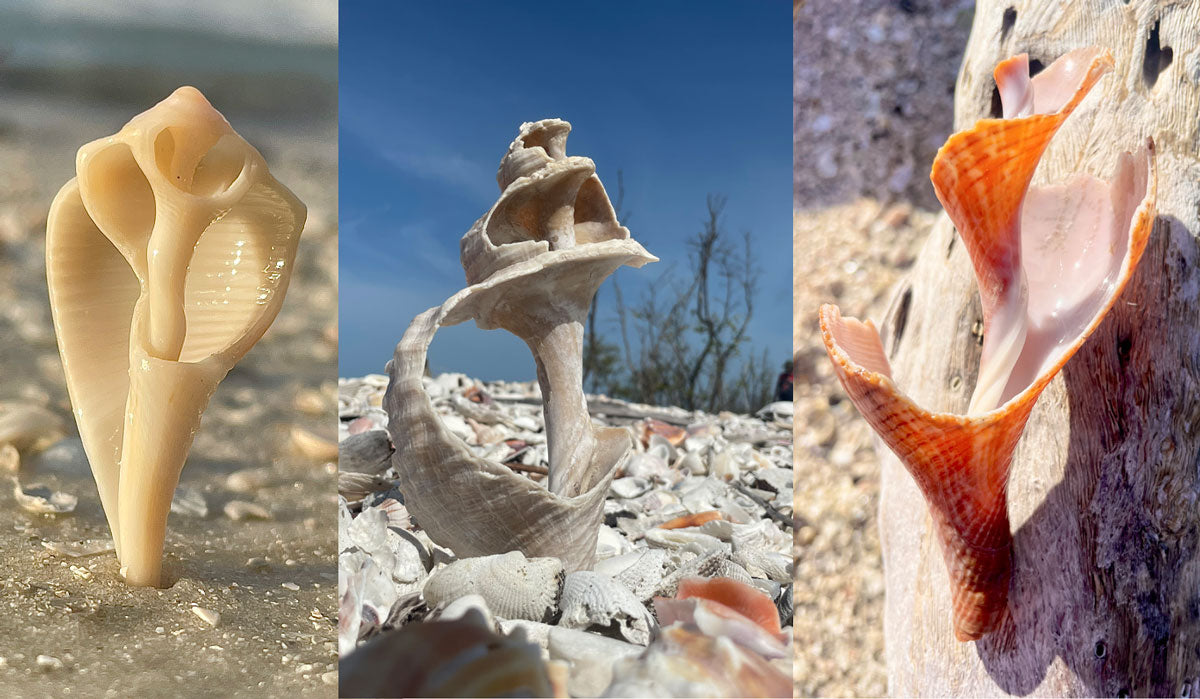 Types of Shells In Florida: Seashell Identification Guide » (239) 301-8913