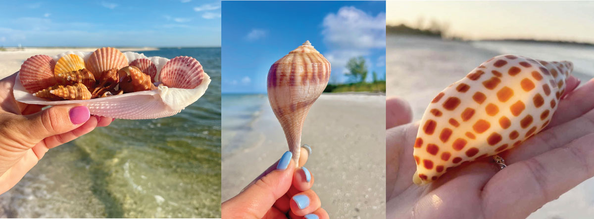 colorful patterned florida seashells