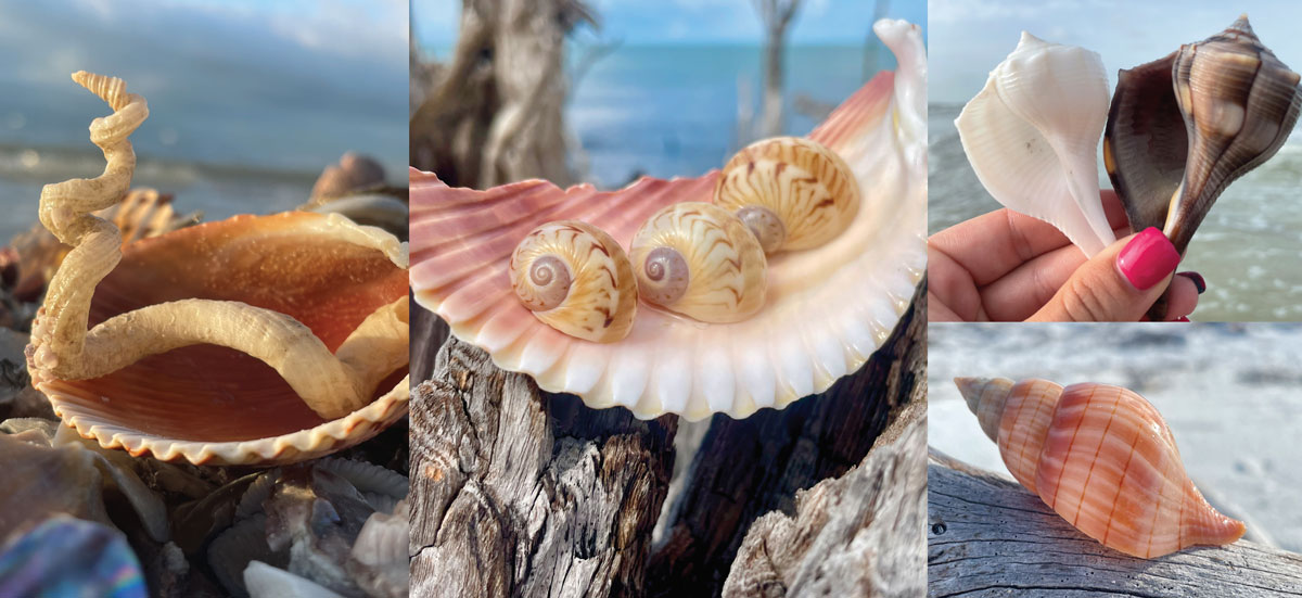 distinctive shapes and colors of florida sea shells