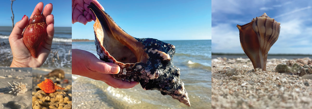 unique florida shells