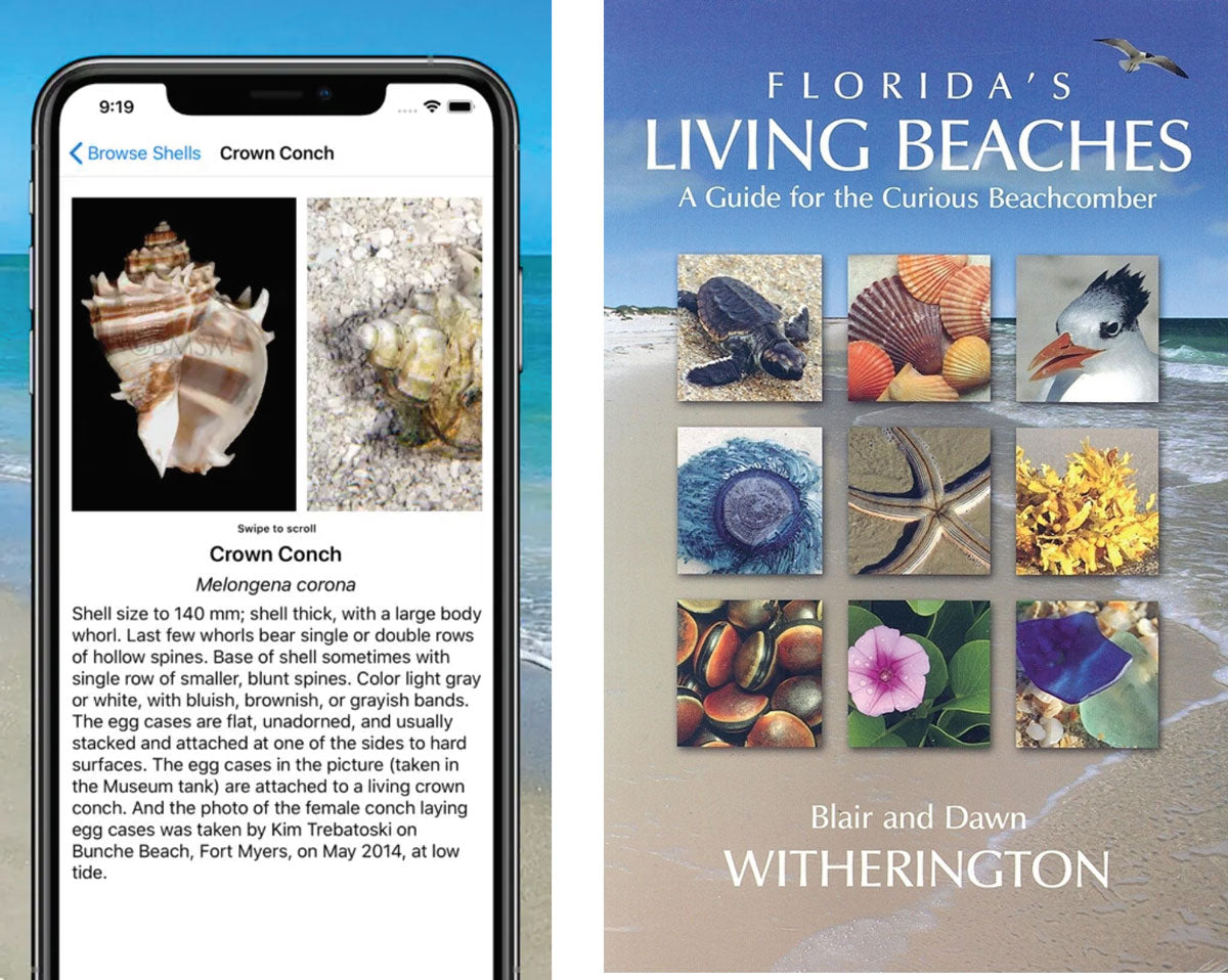 seashell identification app