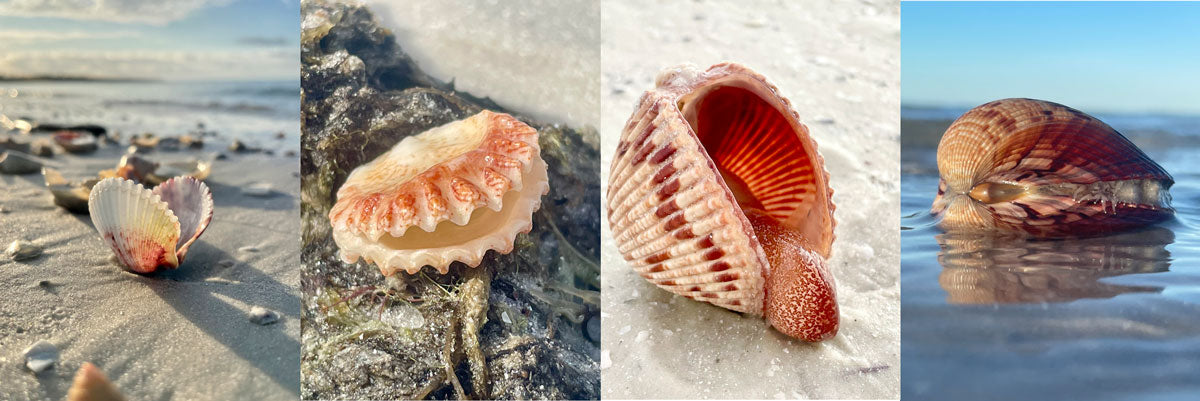 example of florida bivalve seashells