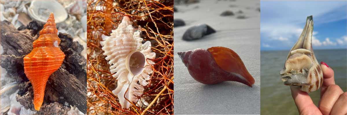 examples of florida gastropod seashells
