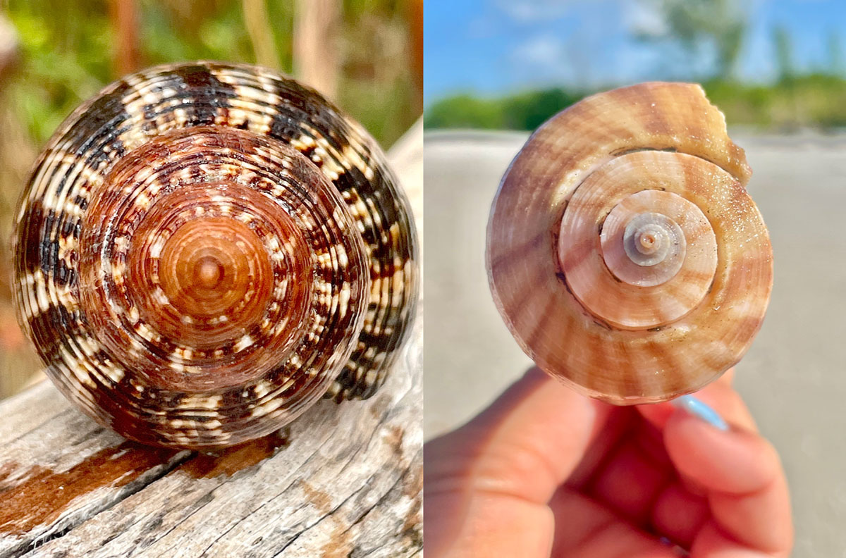 seashell whorl