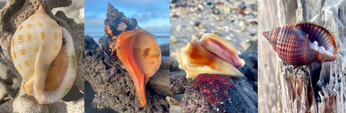 Seashell Identification, Shell ID, Identify Sanibel Shell