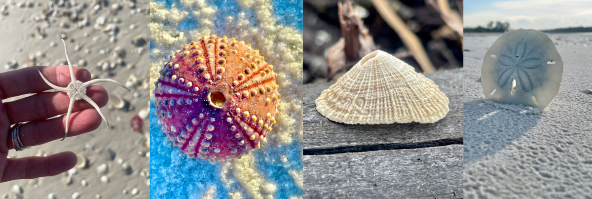 radial seashell examples