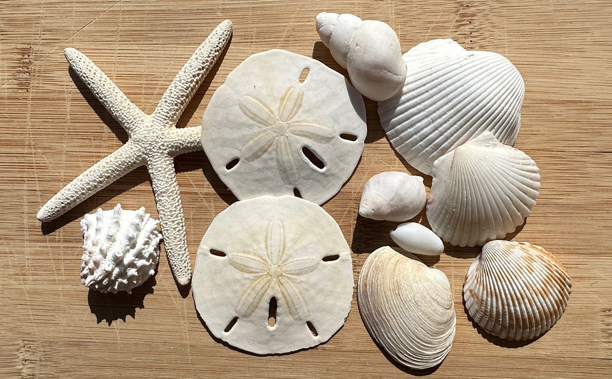 white seashells sand dollars starfish