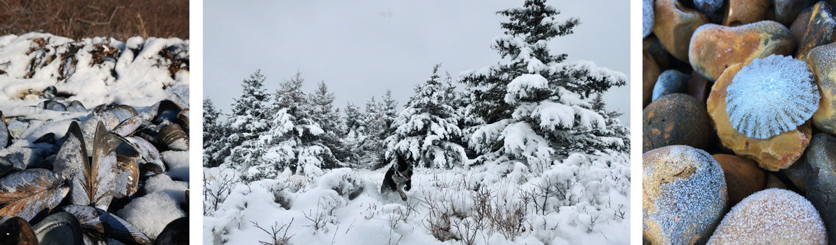 shells and snow and dog at beach in canada