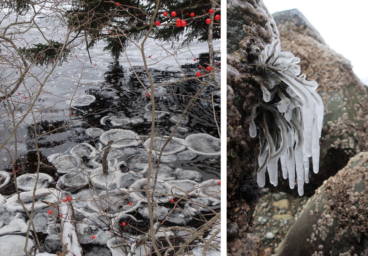 pancake ice and frozen sea weed on beach in canada