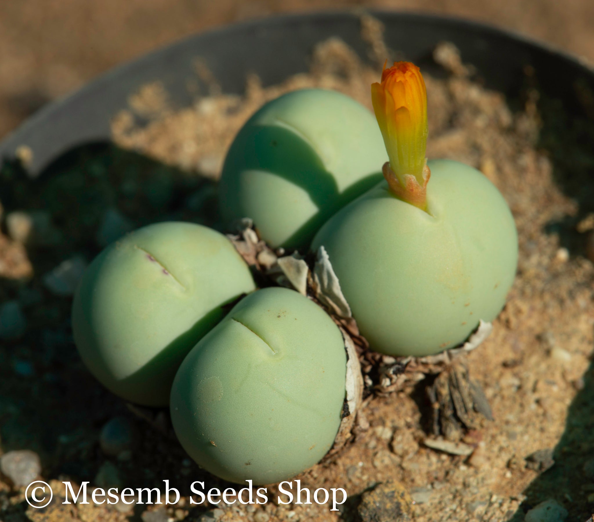 conophytum calculus