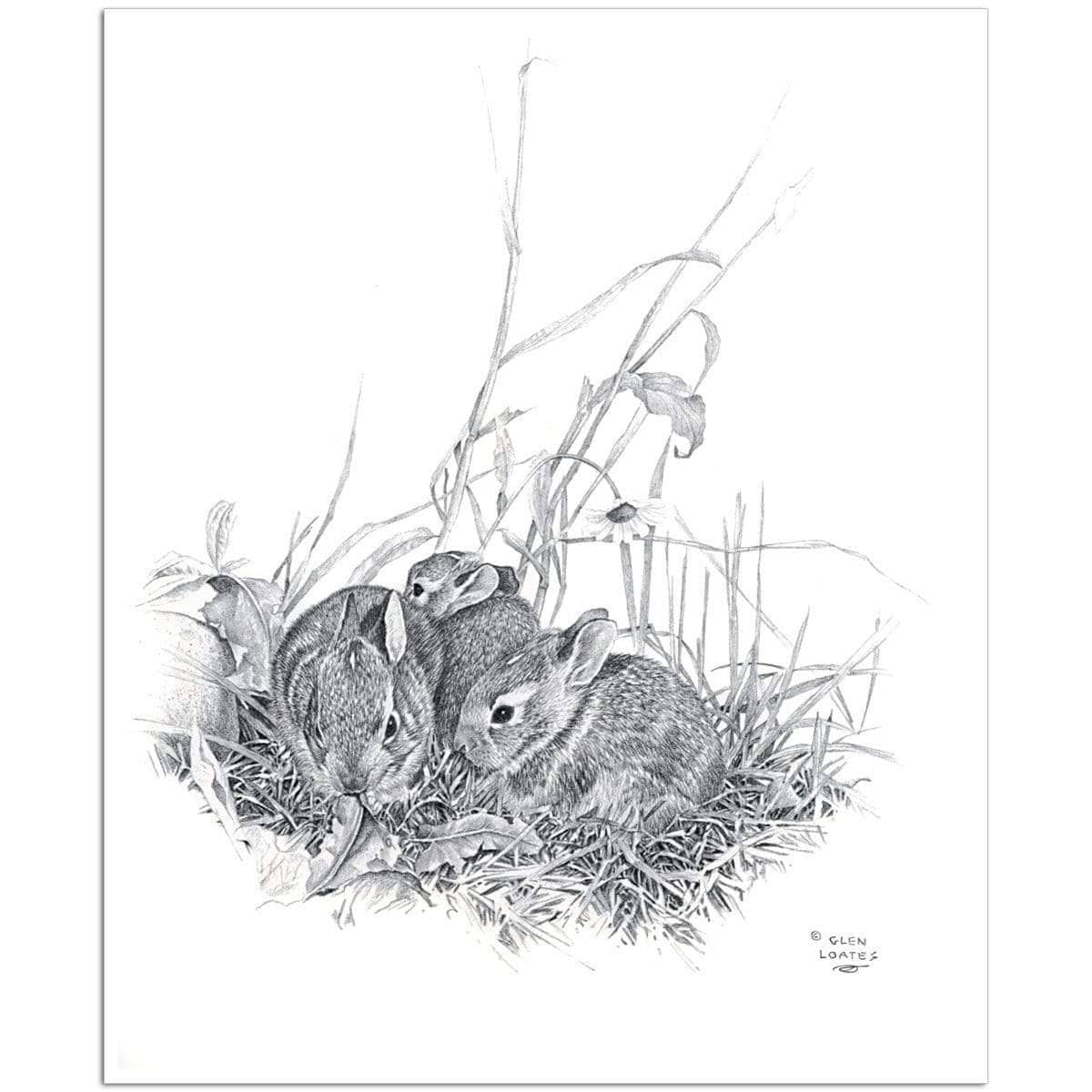 Eastern Cottontail Bunnies - Art Print - The Official Glen Loates Store