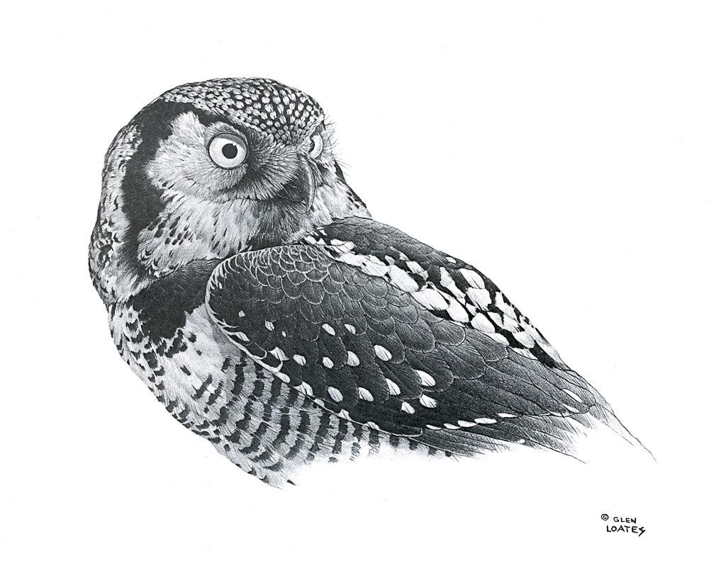 Hawk Owl - Art Print