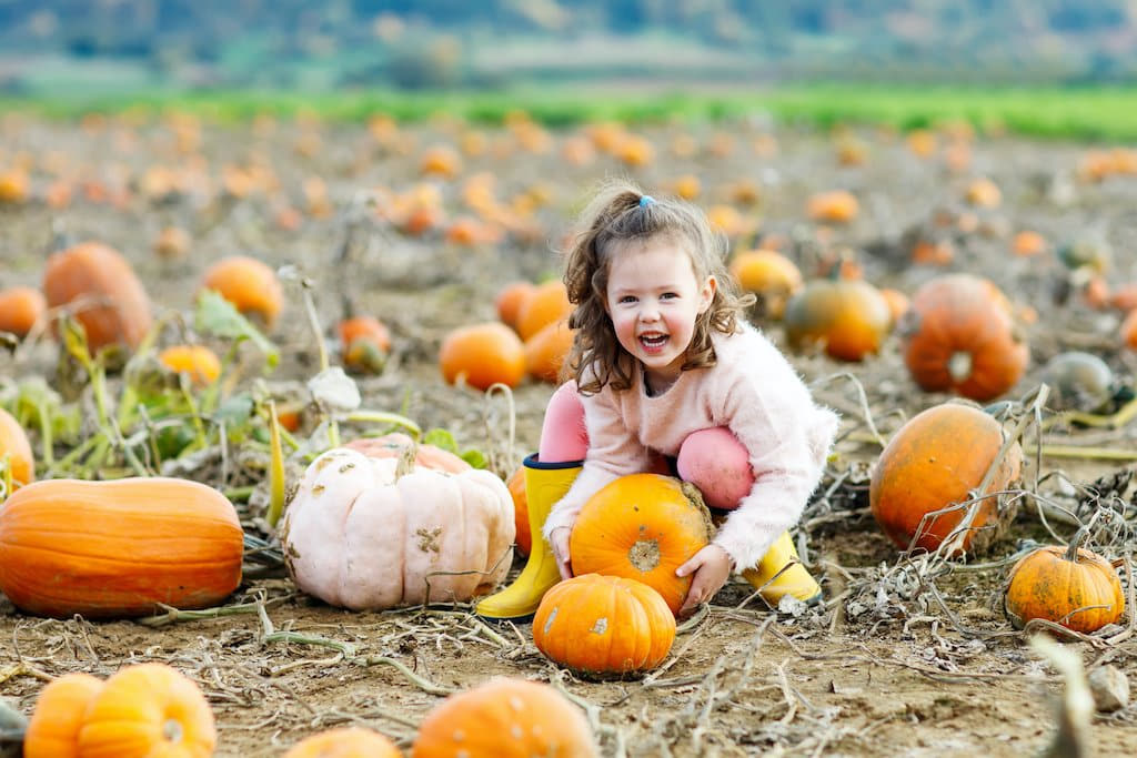 Pumpkin Picking I Halloween Ideas 2020 Blog I My Dream Party Shop UK