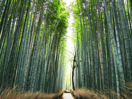 arashiyama-bamboo.jpg__PID:467feaac-69c6-49c1-b2f0-55dba2901475