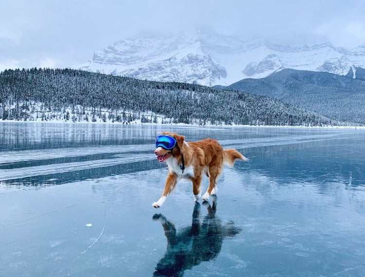 why should dogs wear goggles