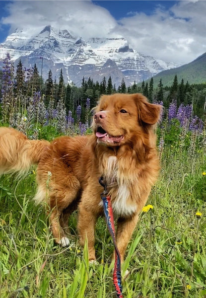 duck toller dog mount robson bc