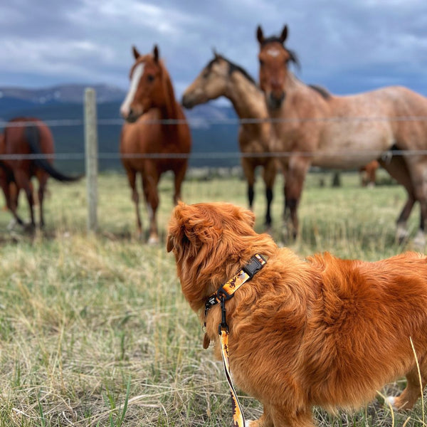 Rocky Mountain Dog Yellowstone collar and leash 