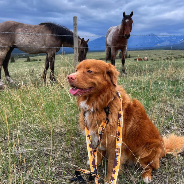 Rocky Mountain Dog Yellowstone All Mountain leash
