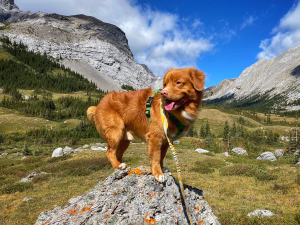 Edworthy Falls Hike Kananaskis, Alberta