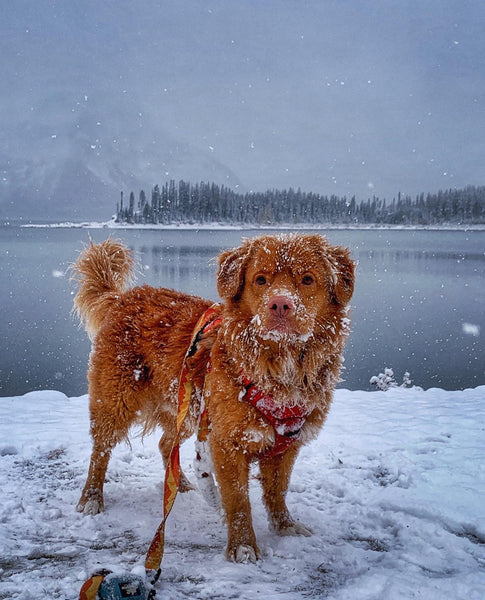 Upper Kananaskis Lake, Kananaskis, Alberta